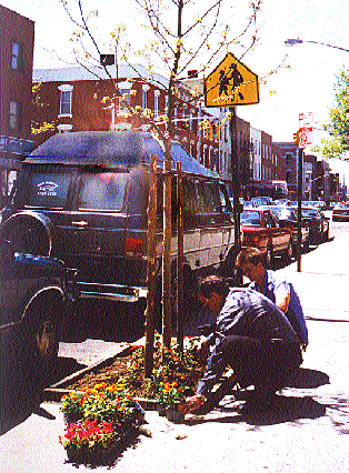 Picture of tree planting